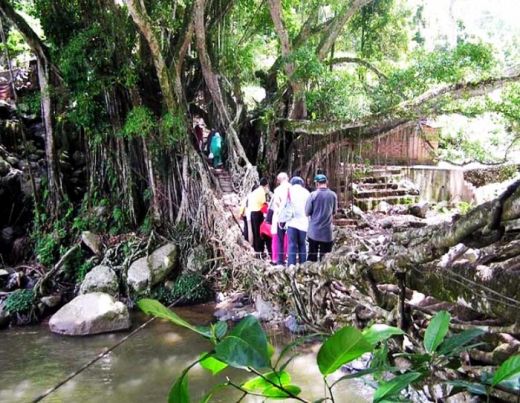 Wisatawan mencoba menyeberang di atas Jembatan Akar. (Humas Pessel) Wisatawan mencoba menyeberang di atas Jembatan Akar. (Humas Pessel)