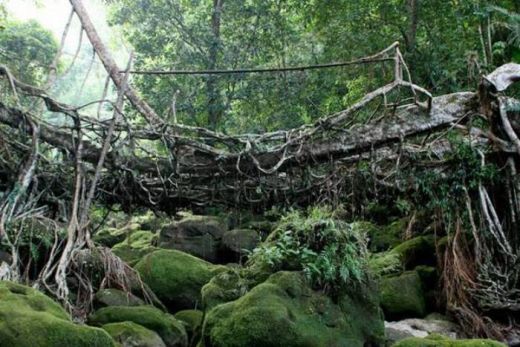 Jembatan Akar nan mempesona. (Humas Pessel) Jembatan Akar nan mempesona. (Humas Pessel)