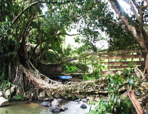 Jembatan Akar bergayut diantara dua pohon beringin. (Humas Pessel) Jembatan Akar bergayut diantara dua pohon beringin. (Humas Pessel)