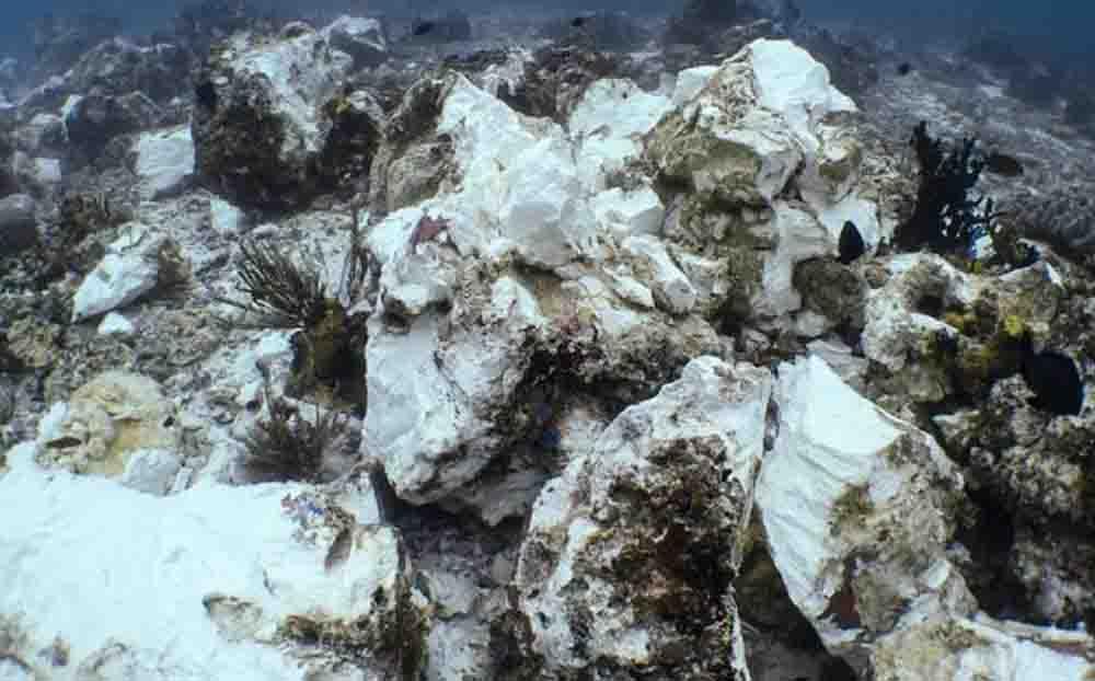 Lindungi 75 Persen Karang Dunia di Papua, Indonesia Butuh Ketegasan Aturan Alur Laut