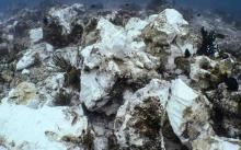 Lindungi 75 Persen Karang Dunia di Papua, Indonesia Butuh Ketegasan Aturan Alur Laut