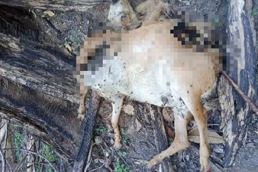 Dua Kambing Warga Maua Hilia Agam Diduga Dimangsa Harimau