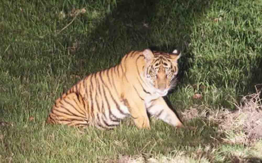 Tatap Muka Jarak Lima Meter Harimau Sumatera Kebingungan di Ladang Warga