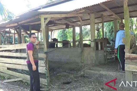 42 Sapi di Pasaman Barat Terindikasi PMK