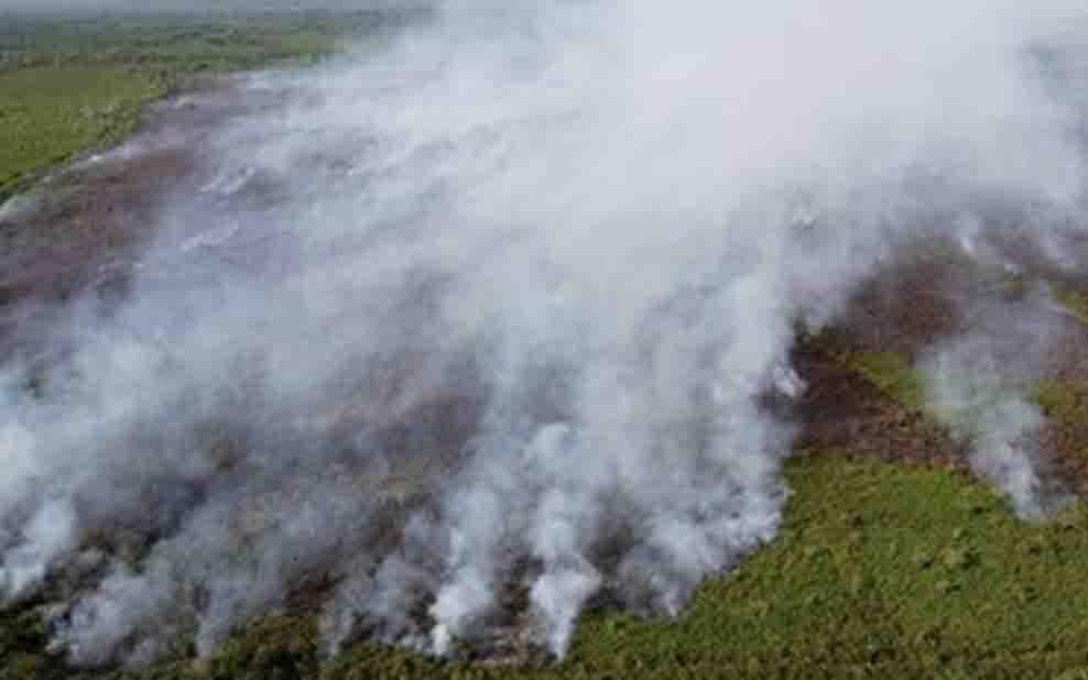Buka Kebun Sawit Pakai Api, Luas Karhutla Jambi Tembus 10 Ribu Hektare