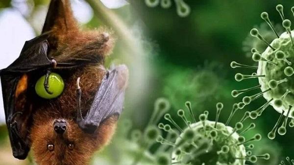 Cegah Penyebaran Virus Nipah, Peneliti BRIN: Pemerintah Perlu Segera Siapkan Program Antisipasi