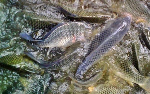 GEMARI di Jateng, Firman Soebagyo Perjuangkan Perikanan Budidaya dan Konsumsi Ikan Nasional