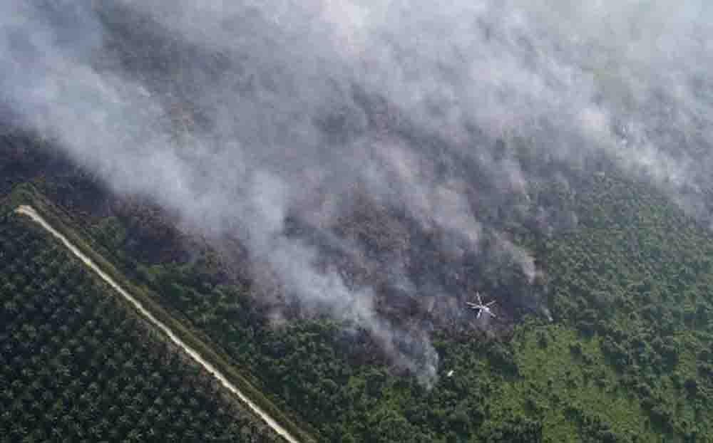 Karhutla Riau Mengganas Lagi, Kebun Kelapa Rakyat di Pulau Terluar Jadi Arang