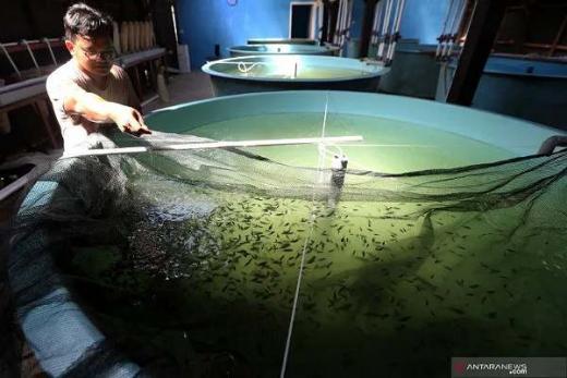 Solok Selatan akan Bagikan 3,5 Juta Bibit Ikan ke Masyarakat