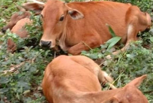 Cegah Penyakit Mulut dan Kuku, Agam Data Asal Usul Sapi