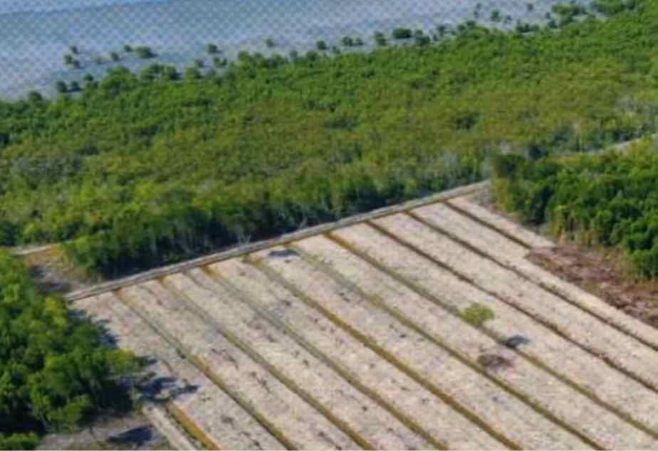 Patroli Drone Ungkap Dugaan Perusakan Kawasan Hutan Produksi Terbatas Rokan Hilir