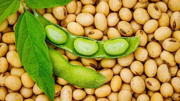 DPR Ungkap Ketimpangan Produksi Kedelai Nasional, Impor Masih Mendominasi