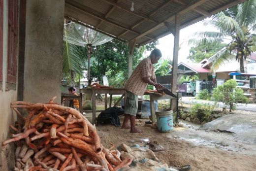 Lebih Murah dari Harga Daring, Ginseng Kuning Pesisir Selatan Dihargai Rp7.000 per Kilogram