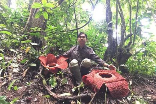 Melihat Cagar Alam Batang Palupuh Agam, Surga Flora Langka di Ranah Minang
