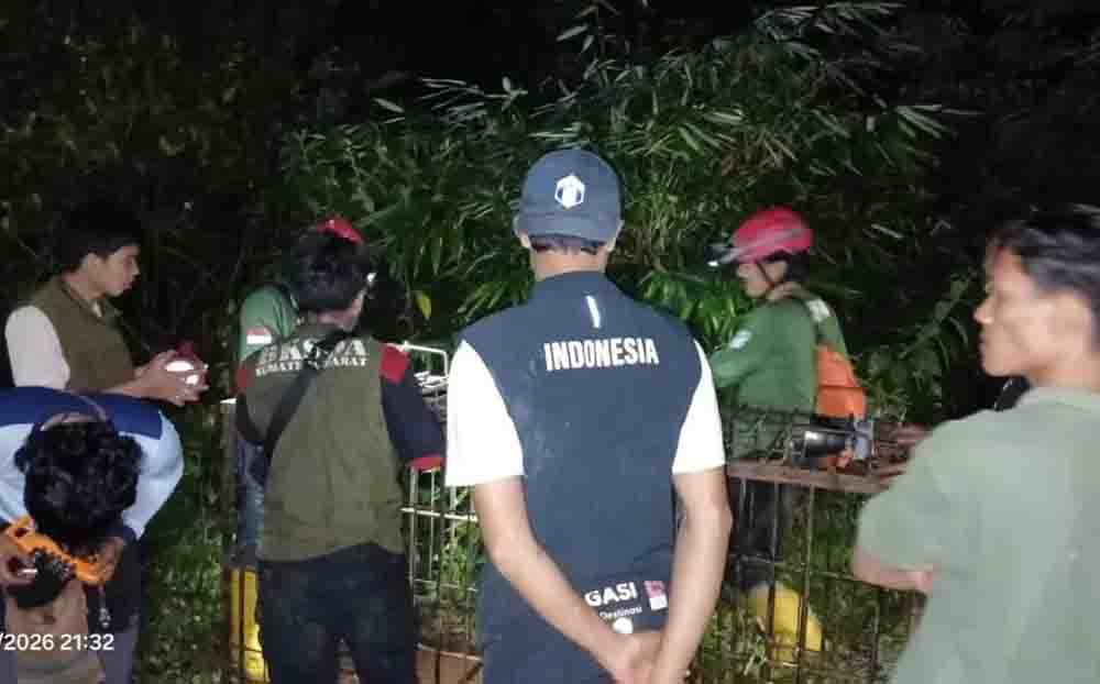 Tiga Petani Dicabik Saat Panen, Perburuan Beruang Liar Pasaman Barat Dimulai