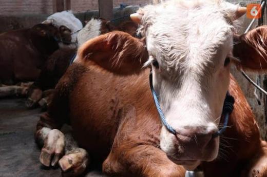 Padang Edukasi Peternak Sapi Cegah Penyebaran Penyakit Kuku dan Mulut