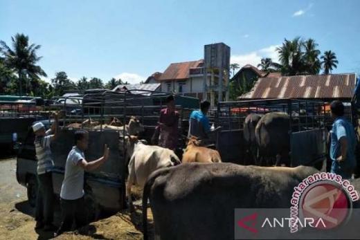 Jadi Lokasi Aktif, Pasar Ternak Sungai Sariak dan V Koto Padang Pariaman Ditutup Sementara