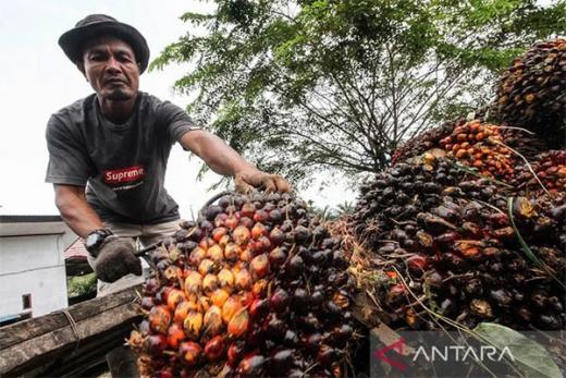 BUMN Pangan Disarankan Perkuat Kerjasama dengan Petani Sawit untuk Kendalikan Harga CPO