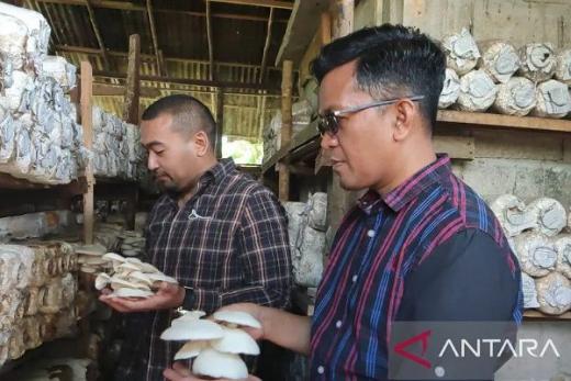 Payakumbuh Bisa Jadi Sentra Produksi Jamur Sumbar