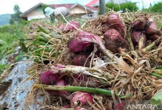 Harga Bawang Merah di Solok Capai Rp50 Ribu per Kilogram