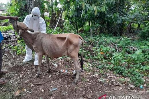 15 Ekor Sapi Warga Agam Diduga Idap PMK