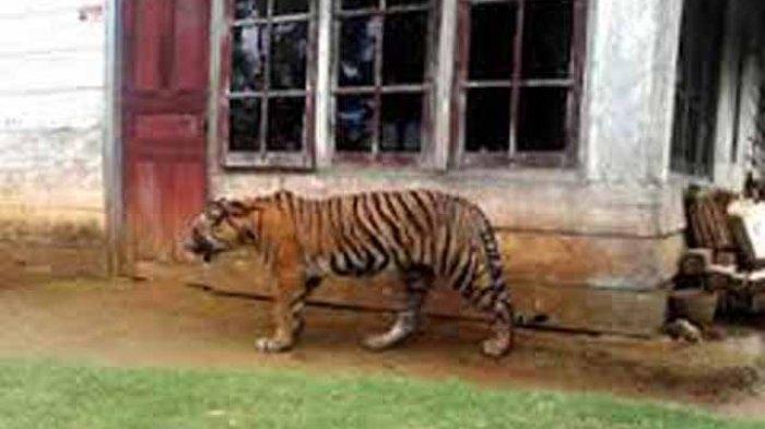 Harimau Sumatra Muncul di Tiga Kecamatan Agam, Warga Diminta Waspada