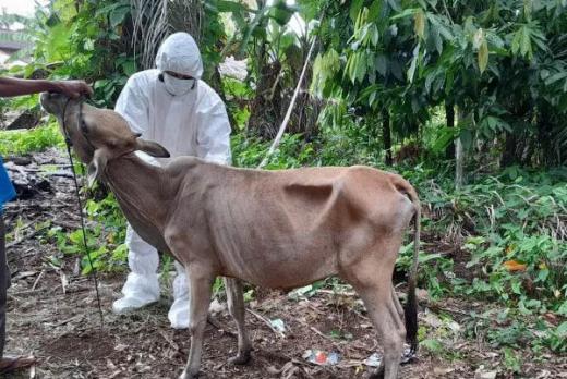 Persediaan Berkurang, Harga Sapi di Agam Naik Rp1 Juta per Ekor