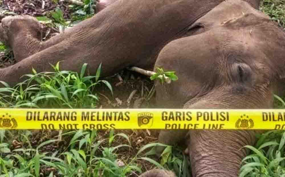 Jerat Kawat Listrik Mematikan Bukti Kegagalan Konservasi Lingkungan Pintu Rime Gayo