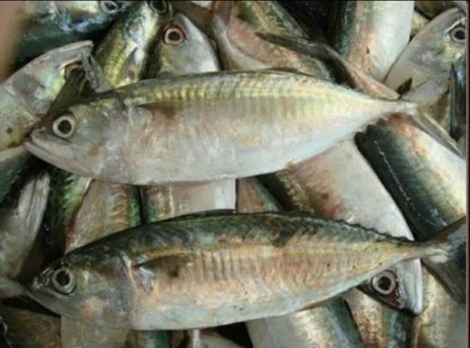 Meski Harga Ikan Kembung Terjangkau Tetapi Ada Sejuta Manfaat Yang Bisa Anda Rasakan