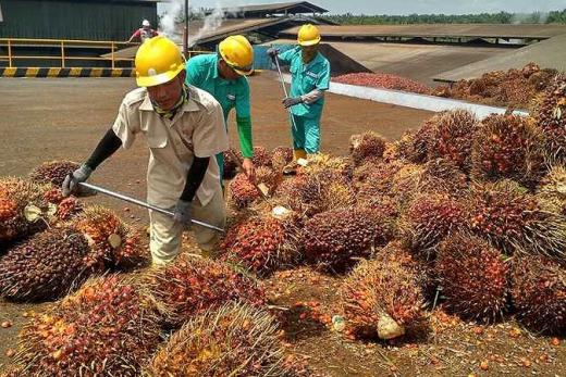 Sultan DPD Minta BPK Audit BPDPKS