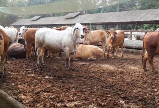 Empat Ekor Sapi di Solok Selatan Positif Idap PMK