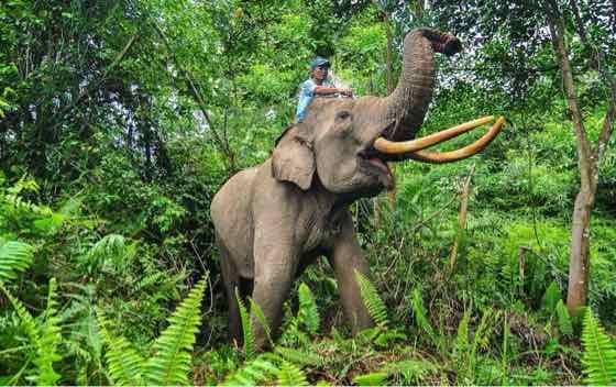 Viral Kericuhan di Tesso Nilo, Chicco Jerikho Soroti Nasib Gajah yang Terjebak di Tengah Konflik