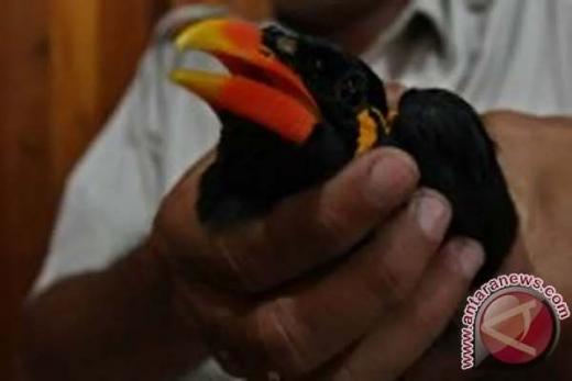 BKSDA Sumbar dan BTN Siberut Amankan 8 Beo Mentawai