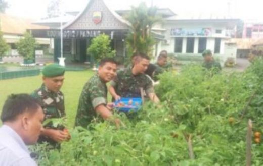 Tomat Demplot Pertanian Kodim 0312/Padang Berbuah, Dandim Ikut Panen