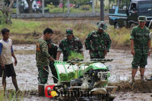 Wow, Para Babinsa di Dharmasraya Ikut Menanam Padi