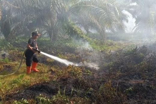 Hektaran Lahan Sawit Terbakar, Ini Kata BPBD Agam...
