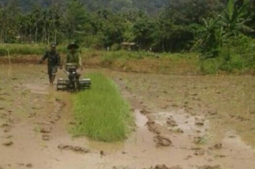 Terus Dukung Swasembada Pangan, Koramil 07/Tarusan Pesisir Selatan Dampingi Petani Olah Lahan