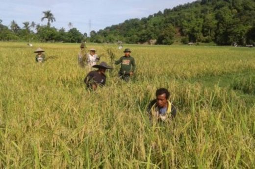 Babinsa Koramil IV Jurai Lakukan Panen Padi Bersama Kelompok Tani di Pesisir Selatan