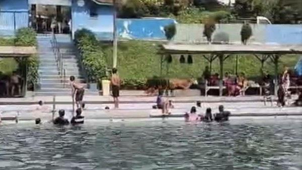 Hendak Dipotong, Sapi Kurban di Dairi Malah Masuk Kolam Renang