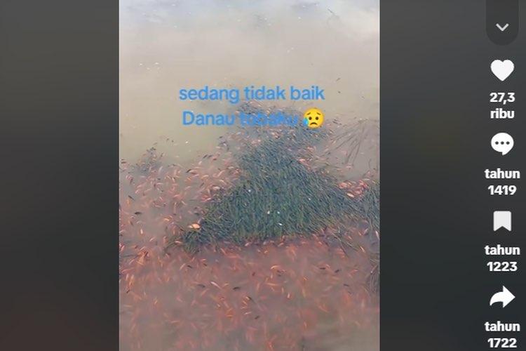 Fenomena Alam di Danau Toba, Ribuan Ikan Mati Diduga Akibat Krisis Oksigen dan Ledakan Gas