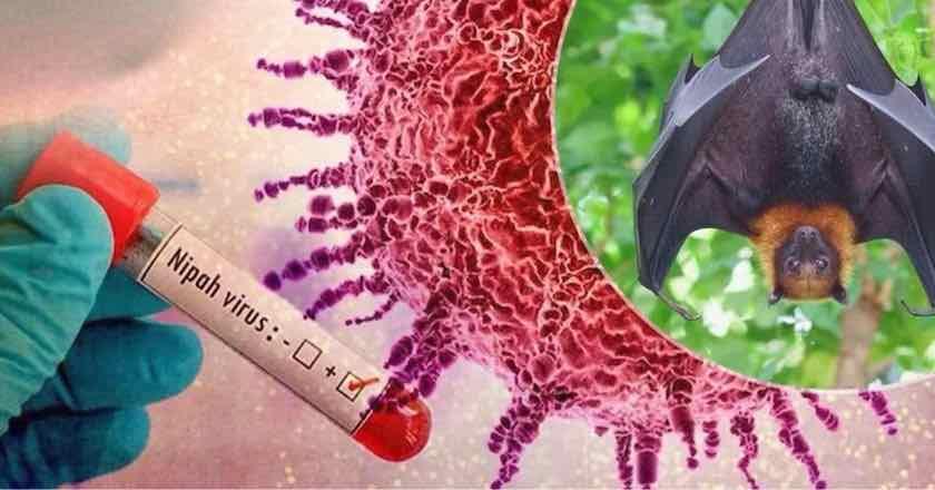 Benteng Tak Kasat Mata: RI Aktifkan Sensor Suhu Bandara Cegah Infiltrasi Virus Nipah