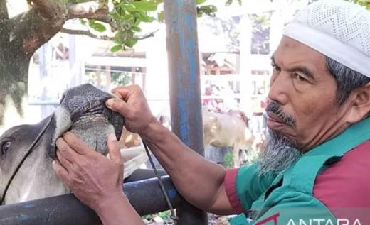 297 Sapi di Padang Pariaman Terjangkit PMK