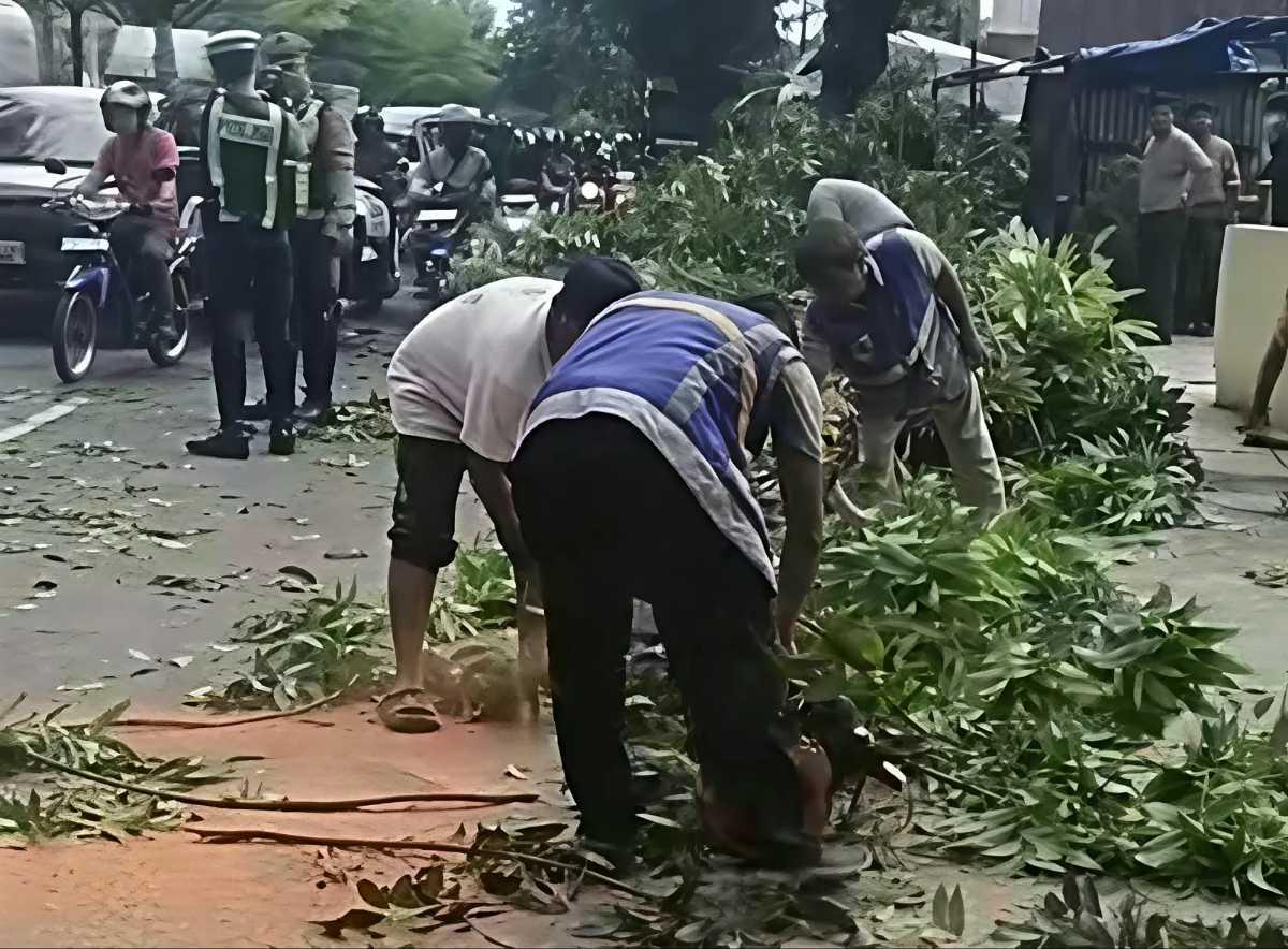 Dinas Lingkungan Hidup Kota Pekanbaru Selidiki Akar Pohon Terbakar Usai Timpa Mobil di Jalan Jenderal Sudirman
